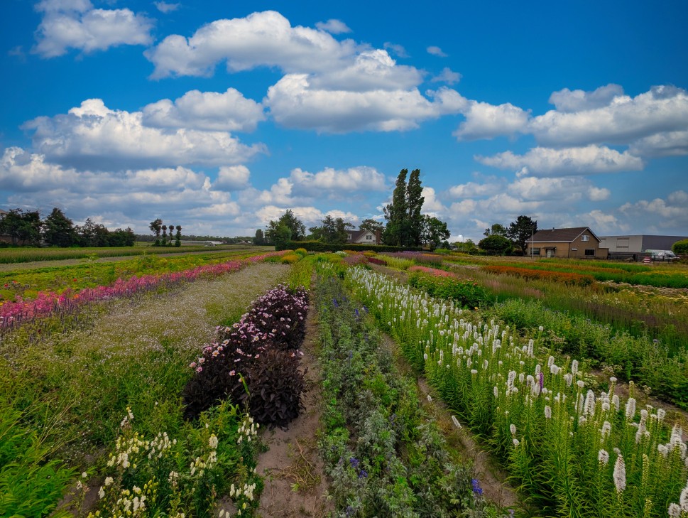Pluktuin in bloei